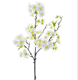 Cherry blossom white