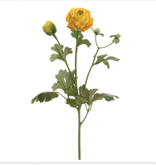 Ranunculus Stem Yellow