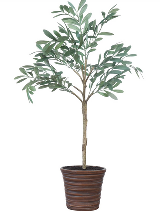 Potted Olive Tree