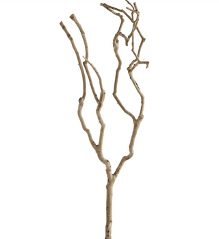 Natural Tea Tree Branch