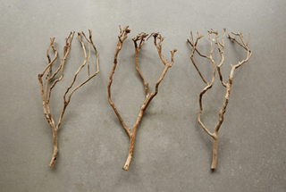 Natural Tea Tree Branch